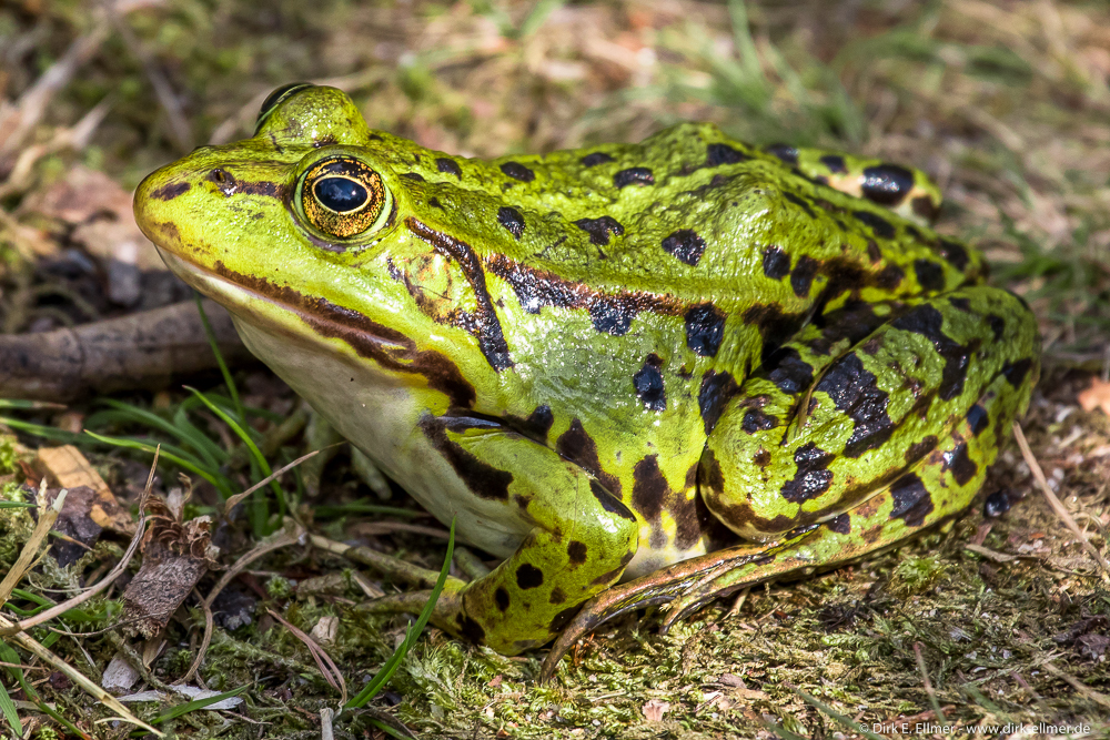 Teichfrosch (Pelophylax esculentus)