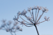 Frost - Eiskristalle