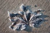 Frost - Eiskristalle