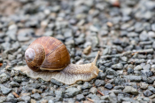 Weinbergschnecke