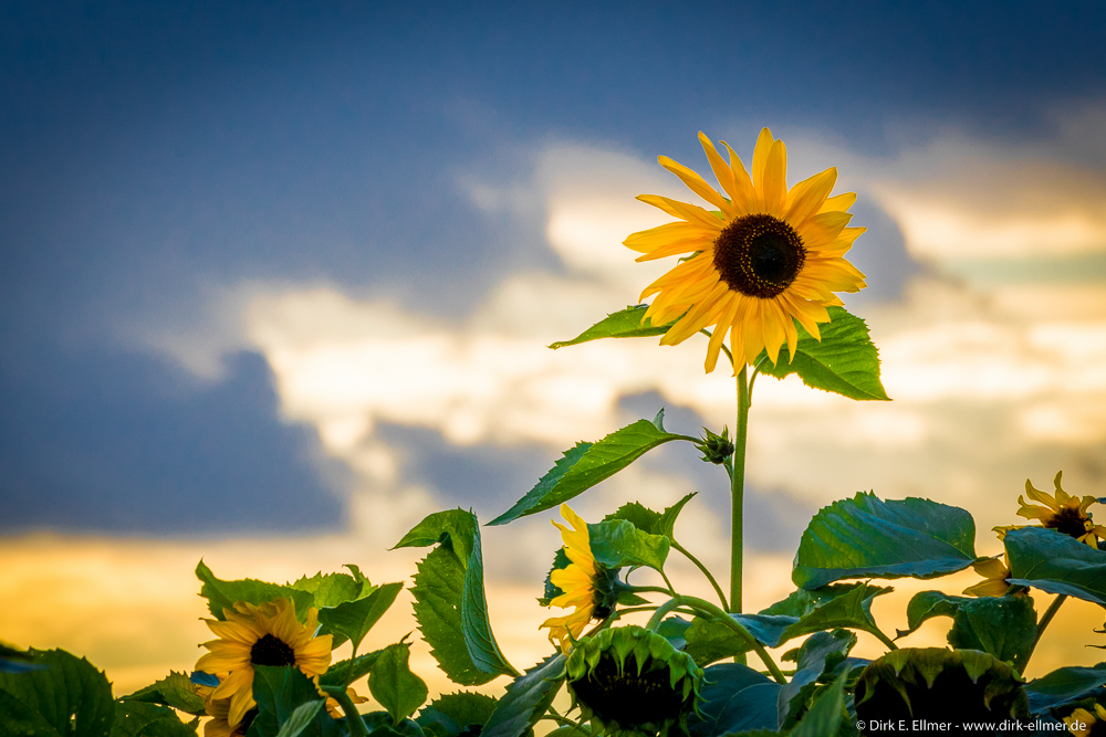 Sonnenblume
