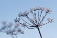 Frost - Eiskristalle