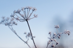 Frost - Eiskristalle