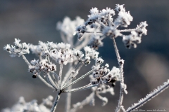 Frost - Eiskristalle