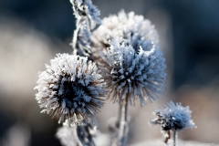 Frost - Eiskristalle