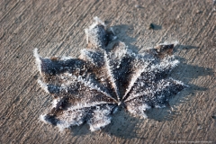 Frost - Eiskristalle