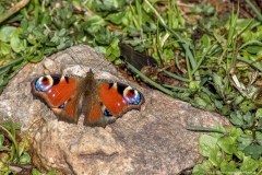 Tagpfauenauge