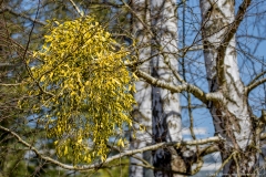 Mistel