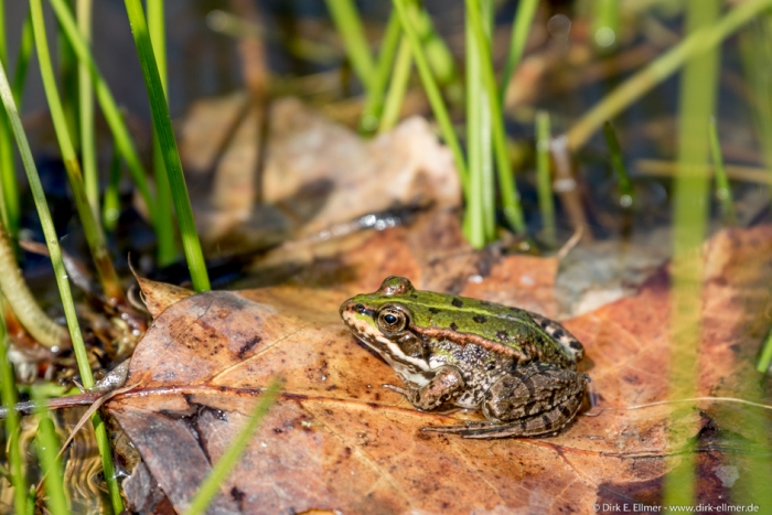 Frosch