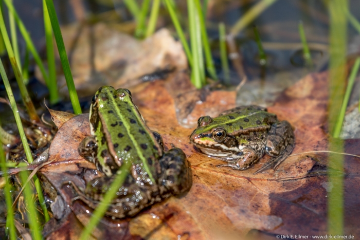 Frosch
