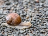 Weinbergschnecke