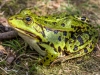 Teichfrosch (Pelophylax esculentus)