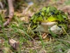 Teichfrosch (Pelophylax esculentus)