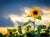 Sonnenblume