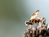 Fliege