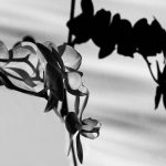 DEFOTO Bayreuth Dirk E. Ellmer. Orchidee mit Schatten